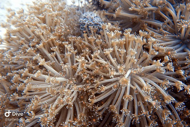 Gros plan d'une étoile de mer orange et blanche sur fond sableux