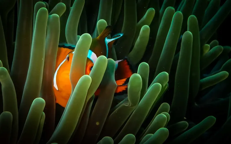 Poissons clowns orange et blanc se cachent dans une anémone verte