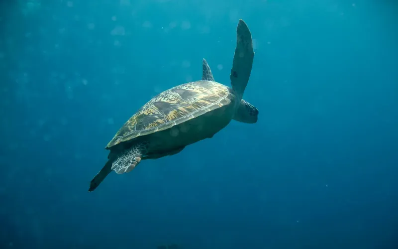 Tortue marine nageant paisiblement dans l'eau bleue, vue sous-marine