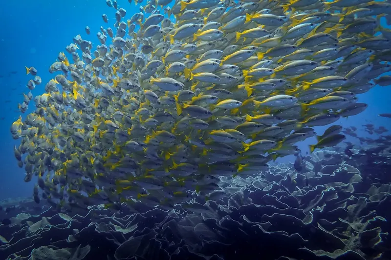 Un banc de poissons argentés et jaunes nage au-dessus d'un récif corallien