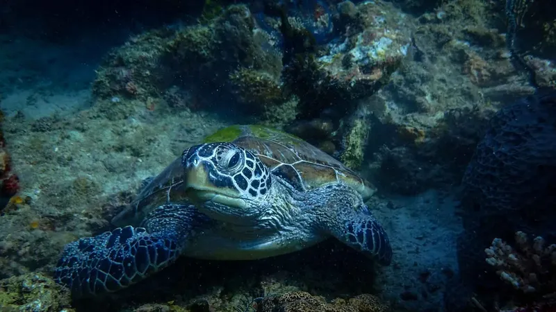 Tortue marine nageant paisiblement au milieu d'un récif corallien bleu