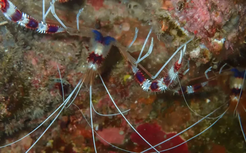 Crevettes colorées sur un fond rocheux et corallien en mer