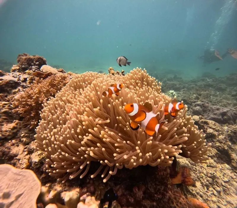 Poissons clowns dans une anémone de mer, récif corallien et lumière