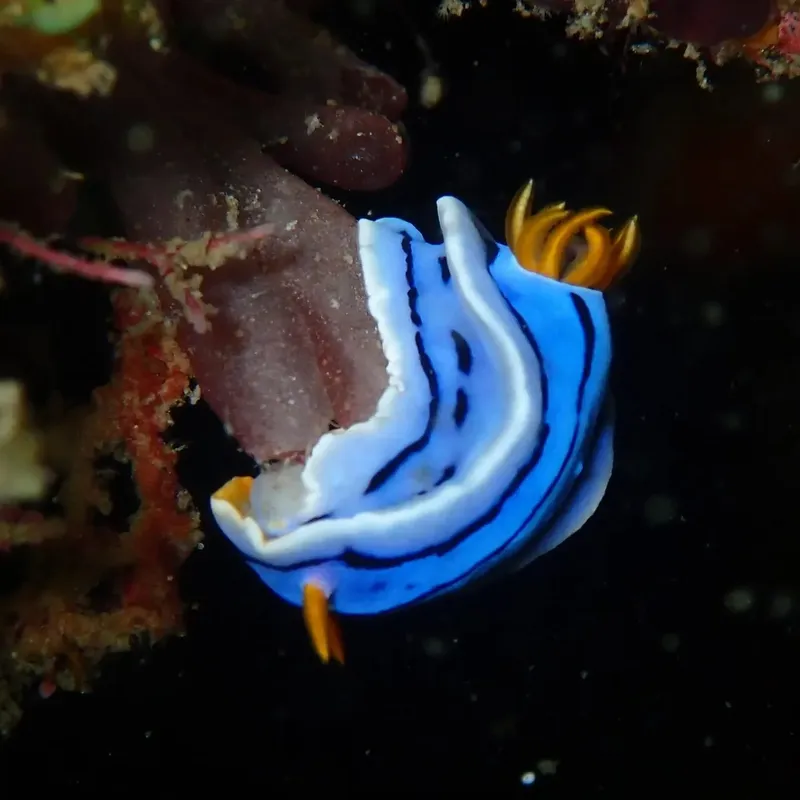 Nudibranche bleue et blanche sur fond sombre avec corail