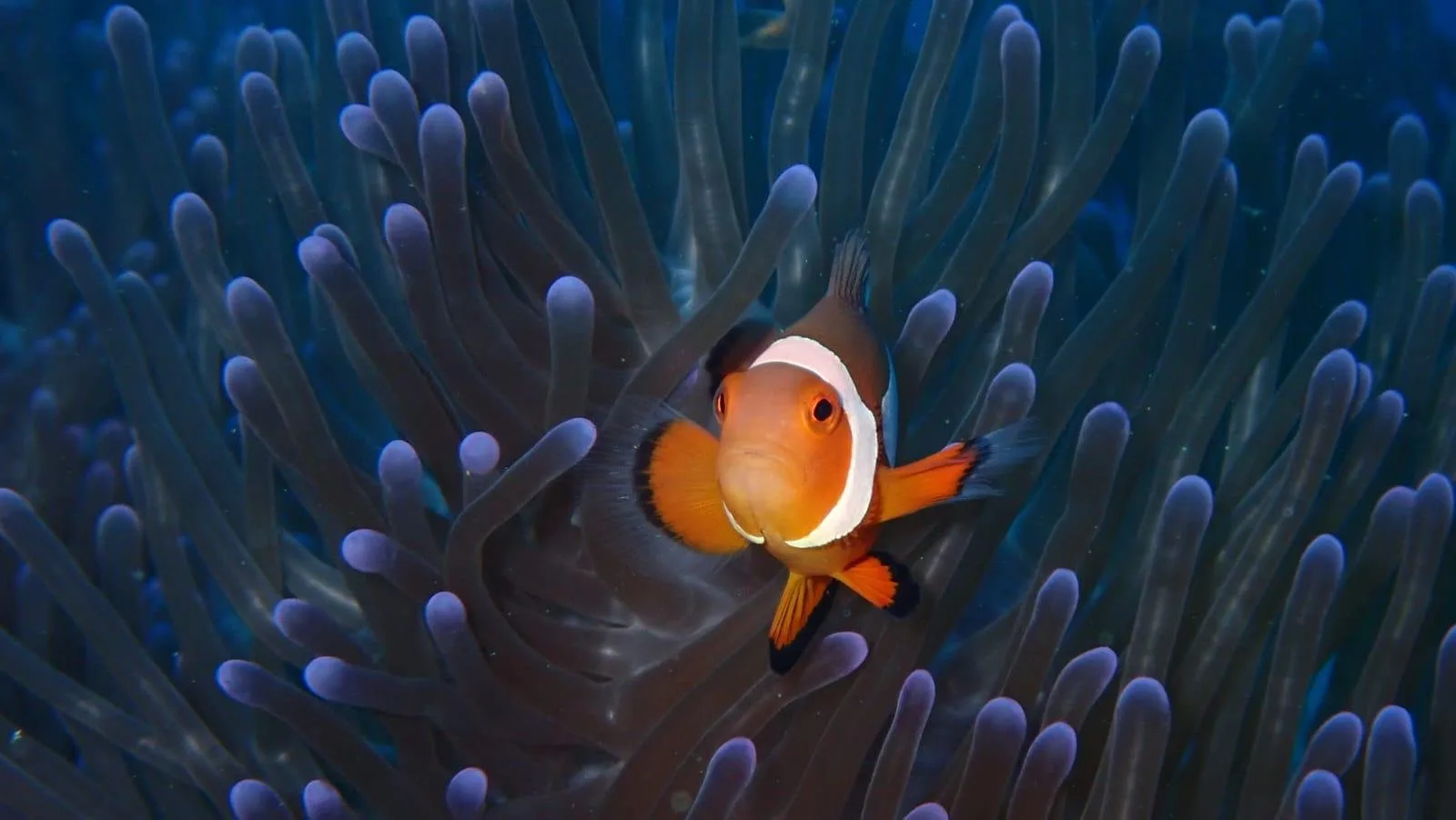 Poisson clown orange et blanc se cache dans une anémone de mer