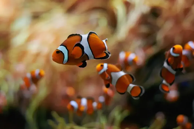 Poissons clowns nageant parmi des anémones dans un récif corallien