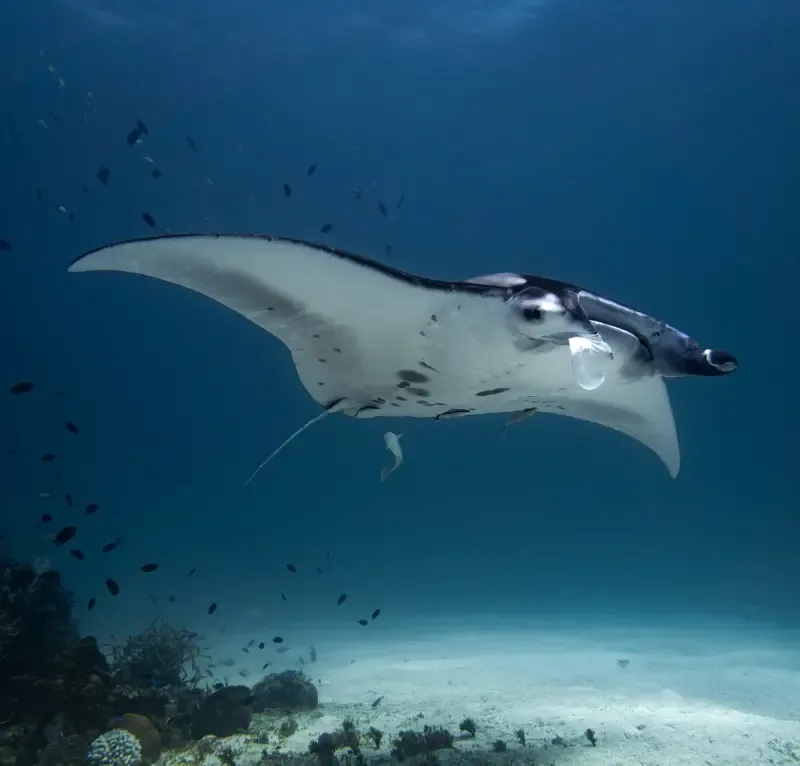 Raie manta majestueuse nageant dans l'eau bleue entourée de petits poissons