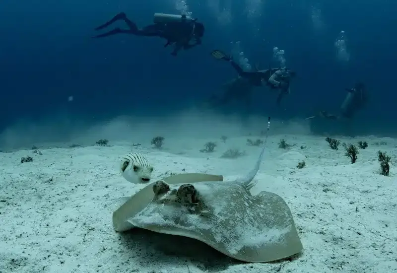 Plongeurs et raie manta évoluent dans un paysage sous-marin sablonneux