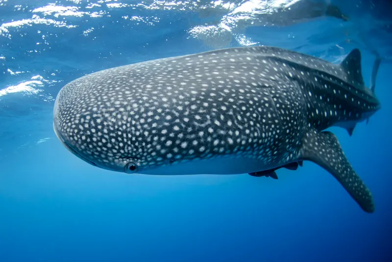 Requin baleine nageant paisiblement dans l'eau bleue, motif tacheté