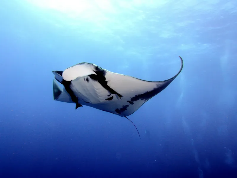 Raie manta nageant gracieusement dans les eaux bleues de l'océan