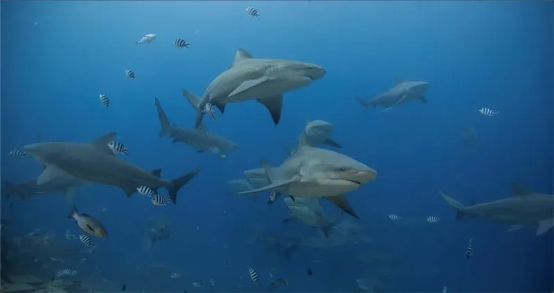 Banc de requins de récif à l'eau, nageant dans l'océan bleu