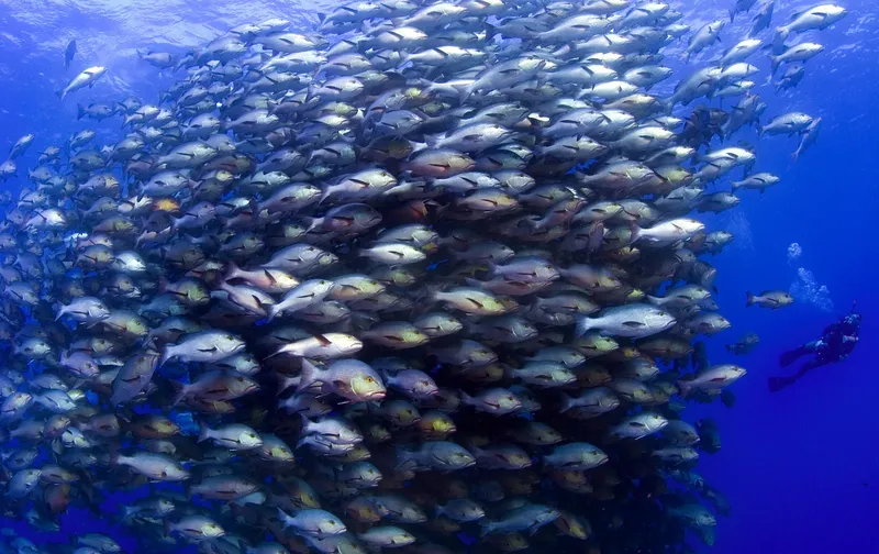 Banc de poissons argentés dense avec un plongeur en arrière-plan