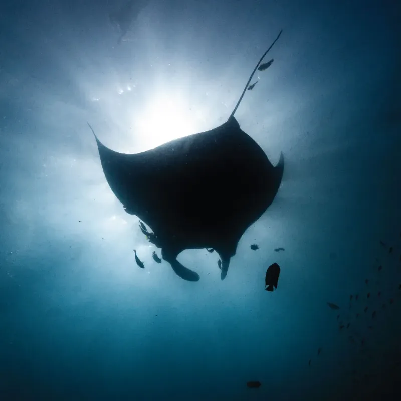 Raie manta nageant dans l'eau bleue, vue d'en bas vers le soleil