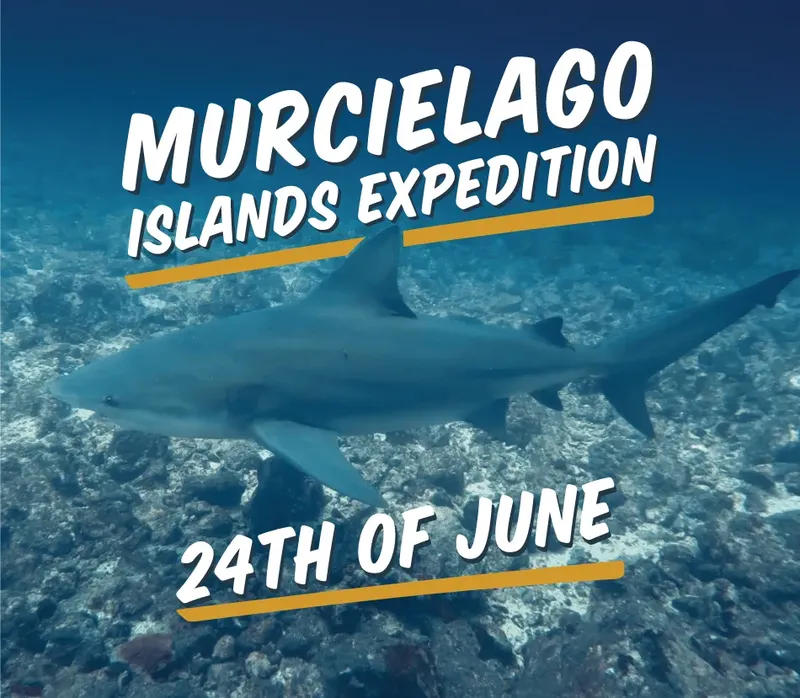 Requin nageant au milieu d'un récifal corallien, annonce d'une expédition
