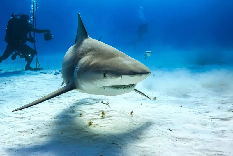 Requin de récif nageant près de deux plongeurs sur fond sableux