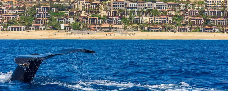 Queue de baleine émergeant de l'océan bleu, paysage côtier en arrière-plan