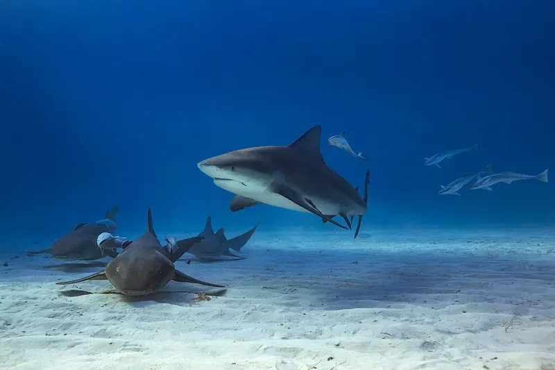 Plusieurs requins de récif à pointe noire nagent et reposent sur le sable