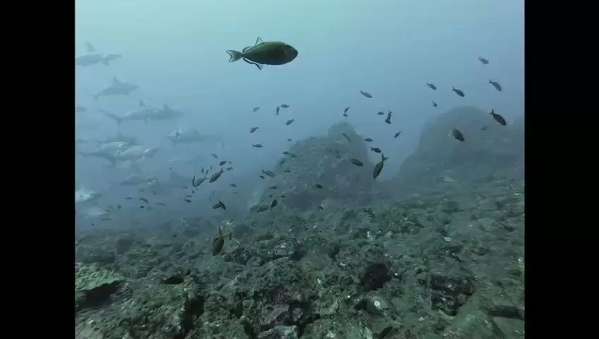 Vue sous-marine avec banc de poissons et quelques requins au loin