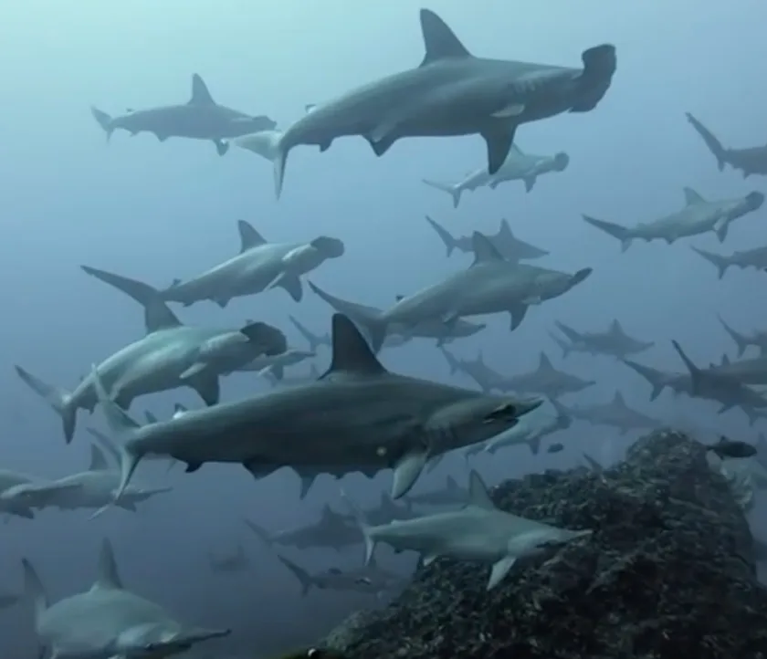 Groupe de requins marteaux nageant dans une eau bleutée