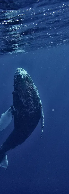 Baleine à bosse nageant dans l'océan bleu profond, vue d'en bas