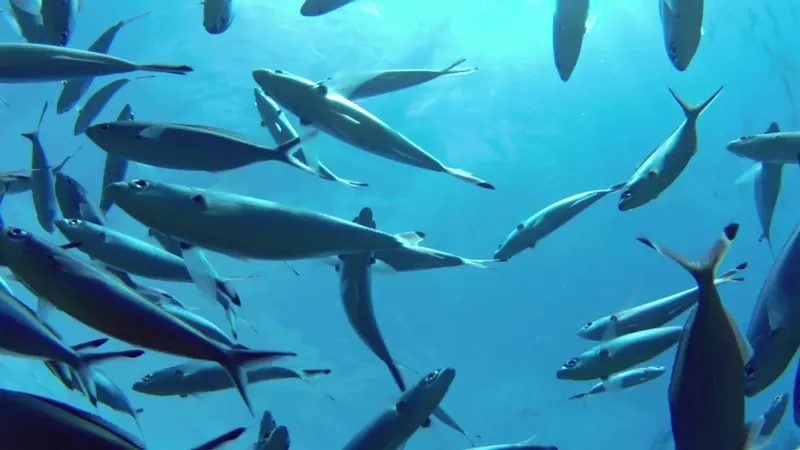 Banc de poissons argentés nageant dans une eau bleue claire