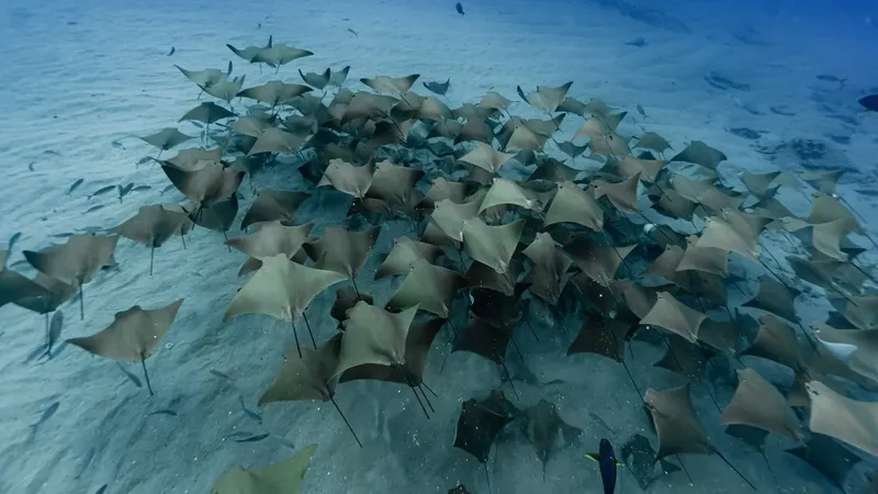 Grand banc de raies manta évoluant dans une eau claire et bleue