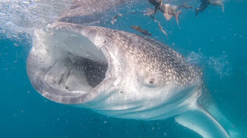 Requin baleine nageant avec la bouche grande ouverte dans l'eau turquoise