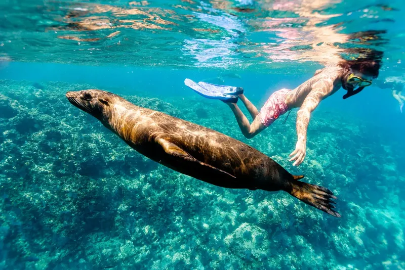 Un plongeur nage avec un otarie dans une eau turquoise claire