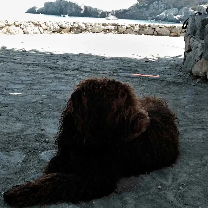 Un chien brun à poils longs se repose sur un quai rocheux