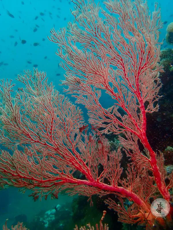 Corail rouge gorgonien et banc de petits poissons en milieu marin