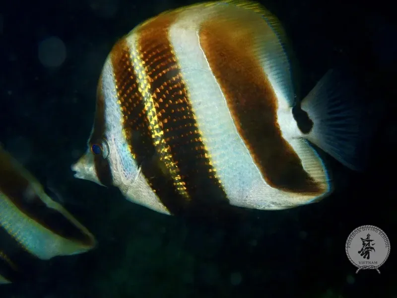 Poisson zébré nageant dans l'eau, couleurs vives, fond sombre, faune marine
