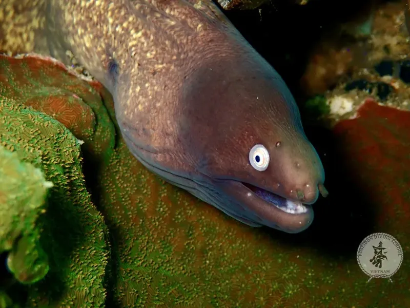 Murène marbrée, regard fixe, habitat corallien, eau tropicale, faune marine