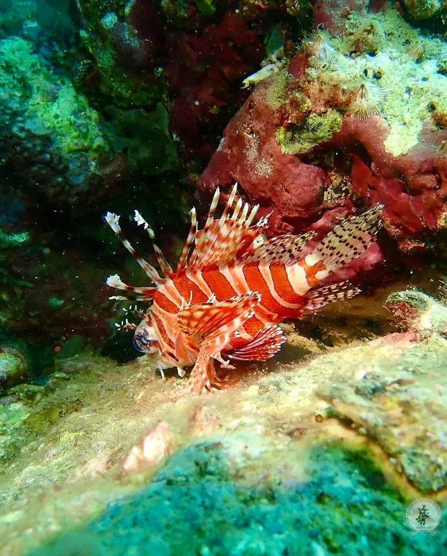 Poisson-lion rouge et blanc sur un récif corallien coloré
