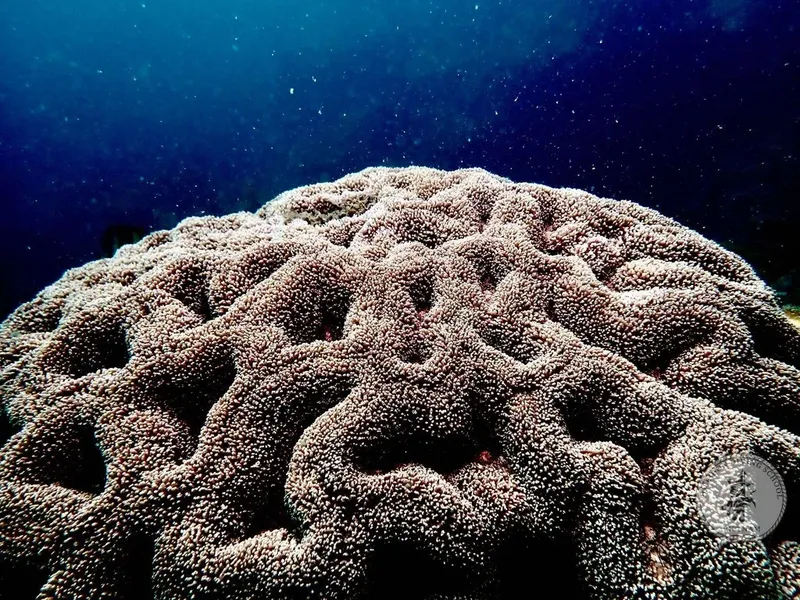 Gros plan d'un corail cérébriforme dans l'eau bleue et limpide