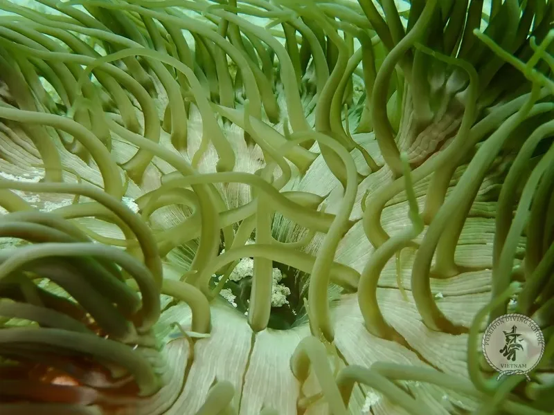 Anémone de mer verte avec tentacules, gros plan sous-marin, Vietnam