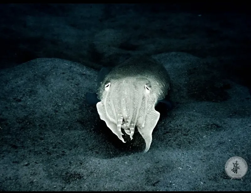 Calmar se fondant dans le sable sombre, regard fixe et menaçant