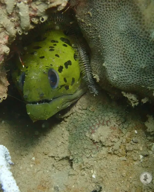 Murène tachetée de jaune et noir, cachée dans une roche corallienne