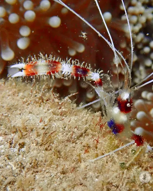 Crevette ornementale rouge et blanche sur un fond rocheux marin