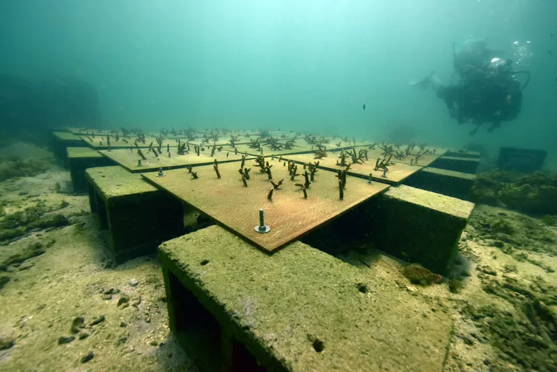 Plongeur explorant une structure artificielle sous-marine colonisée