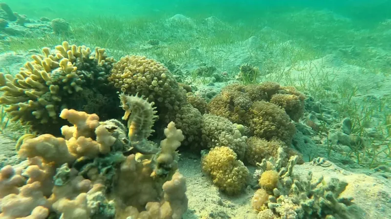 Hippocampe accroché à des coraux dans un environnement marin sablonneux