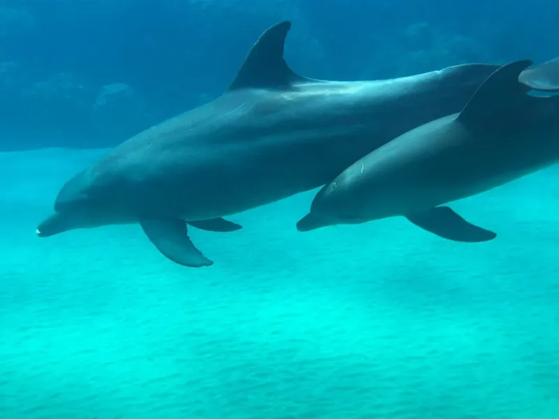 Deux dauphins nagent ensemble dans une eau turquoise claire