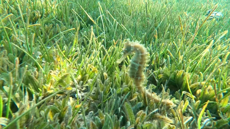 Hippocampe se fondant dans les herbiers sous-marins, faune marine discrète