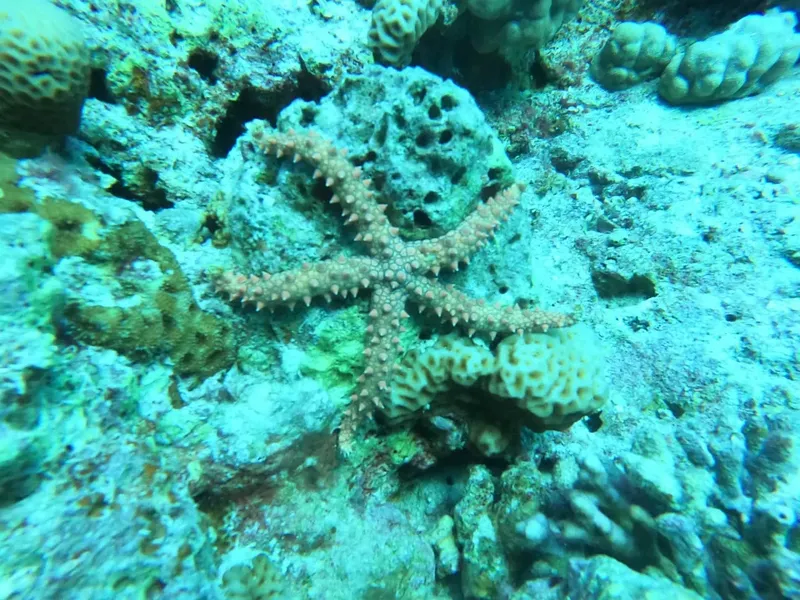 Etoile de mer rose sur un fond rocheux et corallien bleu