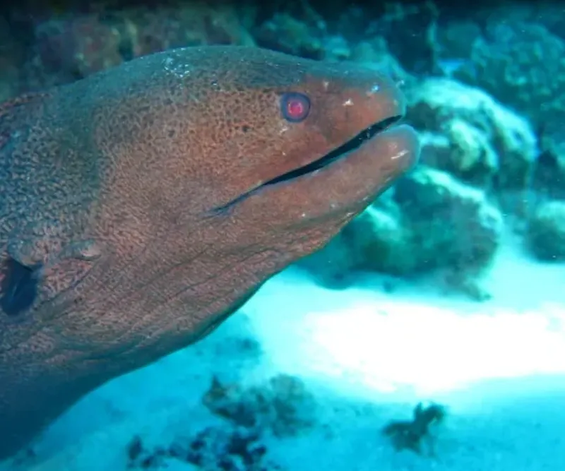 Gros plan d'une murène marron aux yeux rouges observant la caméra