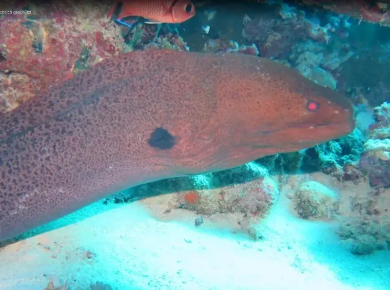 Murène géante dans son habitat naturel, coraux et sable marin