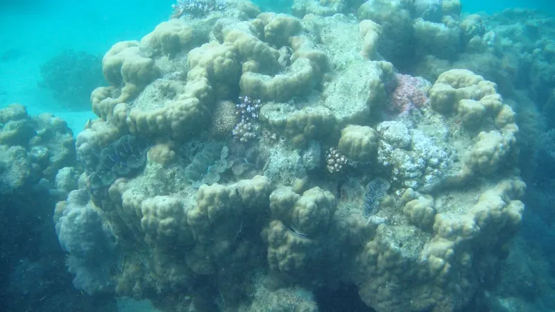 Coraux massifs et petits poissons dans une eau turquoise claire