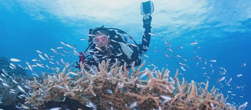 Plongeur avec équipement complet au milieu d'un récif corallien et poissons