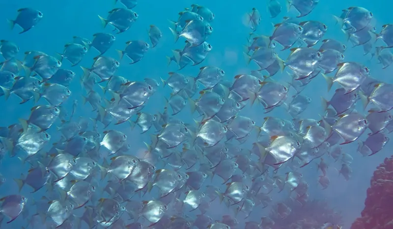 Banc de poissons argentés nageant dans une eau bleue claire