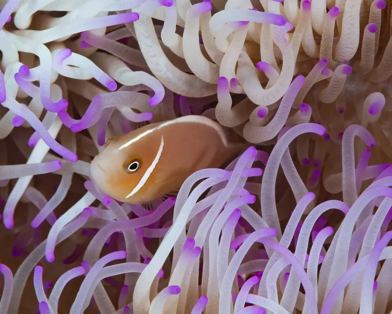 Poisson clown se cache parmi les tentacules d'une anémone de mer