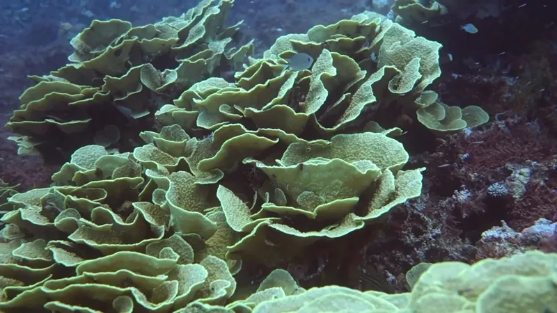 Coraux en forme de feuilles sous l'eau, faune marine, fond sableux
